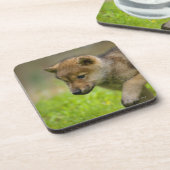 ベビーのオオカミ コースター (左側)