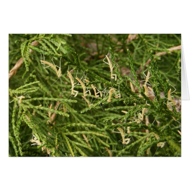 ベビーのカマキリの~カード (正面横)