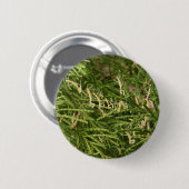 ベビーのカマキリの~ボタン 缶バッジ (正面&裏面)