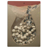 ベビーのカメの卵の工夫 クリップボード (裏面)