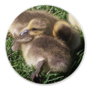 ベビーのガチョウのゴスリングの鳥の野性生物動物のノブ セラミックノブ