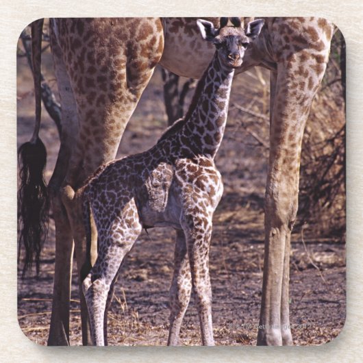 ベビーのキリンおよび母、タンザニア コースター (正面)