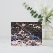 ベビーのクロコディレスinトルトゥゲロ – コスタリカ ポストカード (スタンド正面)