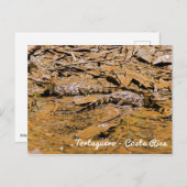 ベビーのクロコディレスinトルトゥゲロ – コスタリカ ポストカード (正面/裏面)