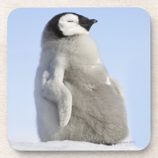 ベビーのコウテイペンギン、雪の丘の島 コースター (正面)