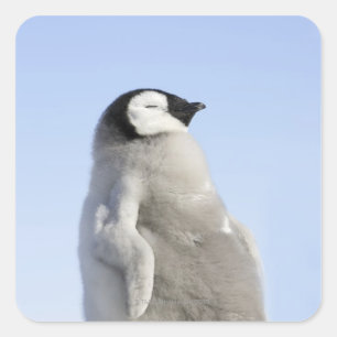 ベビーのコウテイペンギン、雪の丘の島 スクエアシール