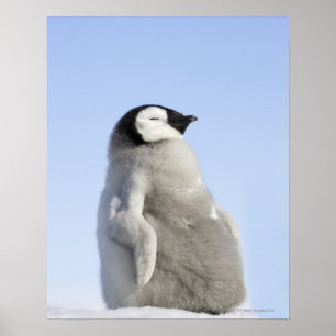 ベビーのコウテイペンギン、雪の丘の島 ポスター