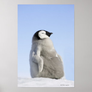 ベビーのコウテイペンギン、雪の丘の島 ポスター