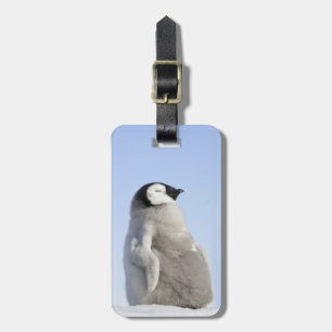 ベビーのコウテイペンギン、雪の丘の島 ラゲッジタグ