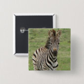 ベビーのシマウマの正方形Pin 缶バッジ (正面&裏面)