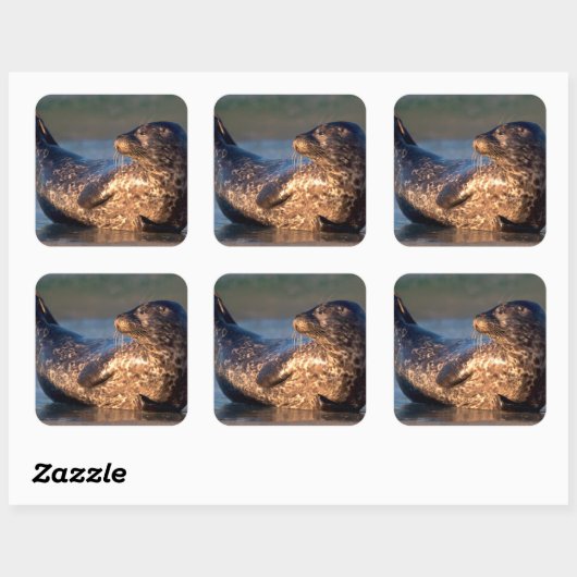 ベビーのシールが尾を持ち上げる スクエアシール (シート)