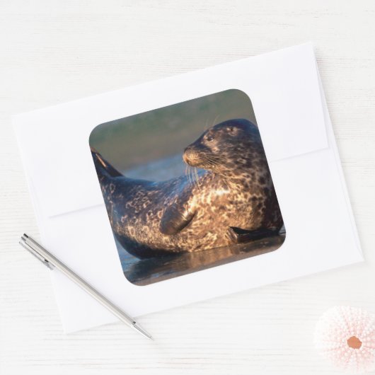 ベビーのシールが尾を持ち上げる スクエアシール (封筒)