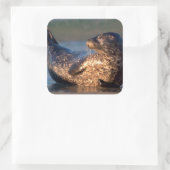 ベビーのシールが尾を持ち上げる スクエアシール (バッグ)