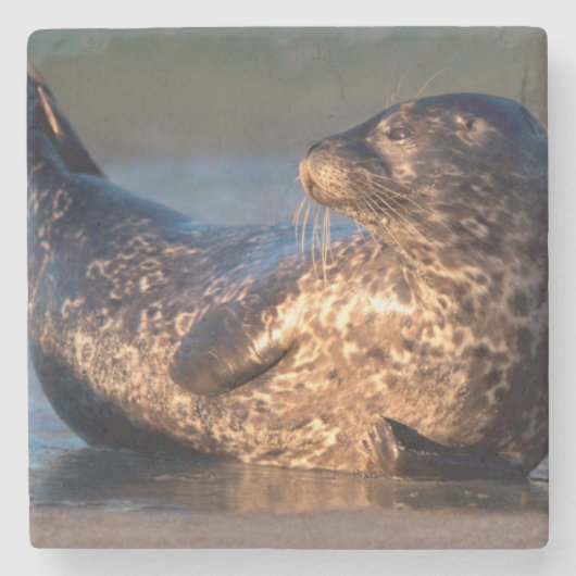 ベビーのシールが尾を持ち上げる ストーンコースター (正面)