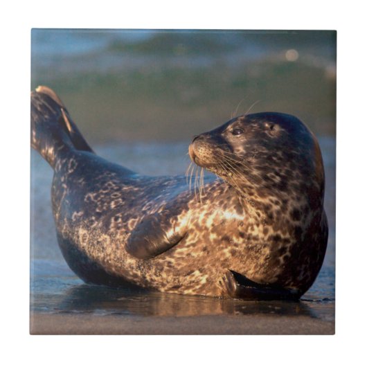 ベビーのシールが尾を持ち上げる タイル (正面)