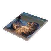 ベビーのシールが尾を持ち上げる タイル (側面)