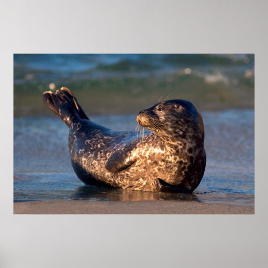 ベビーのシールが尾を持ち上げる ポスター (正面)