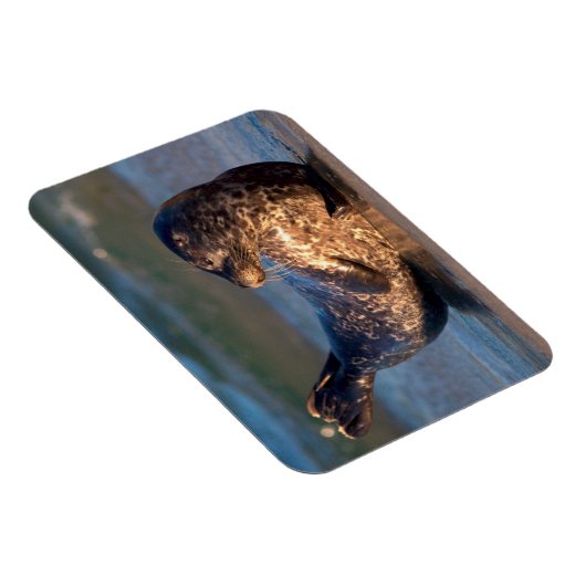 ベビーのシールが尾を持ち上げる マグネット (右側)