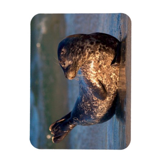 ベビーのシールが尾を持ち上げる マグネット (縦)