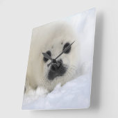 ベビーのタテゴトアザラシ スクエア壁時計 (傾斜)