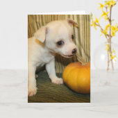 ベビーのチワワの鋭い小型カボチャ挨拶状 カード (黄色い花)