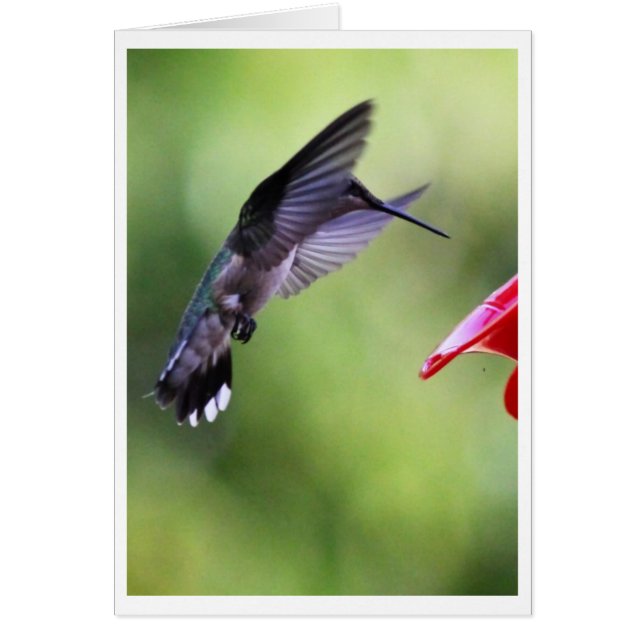 ベビーのハチドリの魔法使いカード (正面)