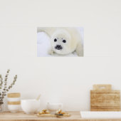 ベビーのハープのシールは、白海の氷の上にアップ ポスター (キッチン)