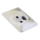 ベビーのハープのシールは、白海の氷の上にアップ マグネット (右側)