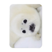 ベビーのハープのシールは、白海の氷の上にアップ マグネット (縦)