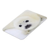 ベビーのハープのシールは、白海の氷の上にアップ マグネット (左側)