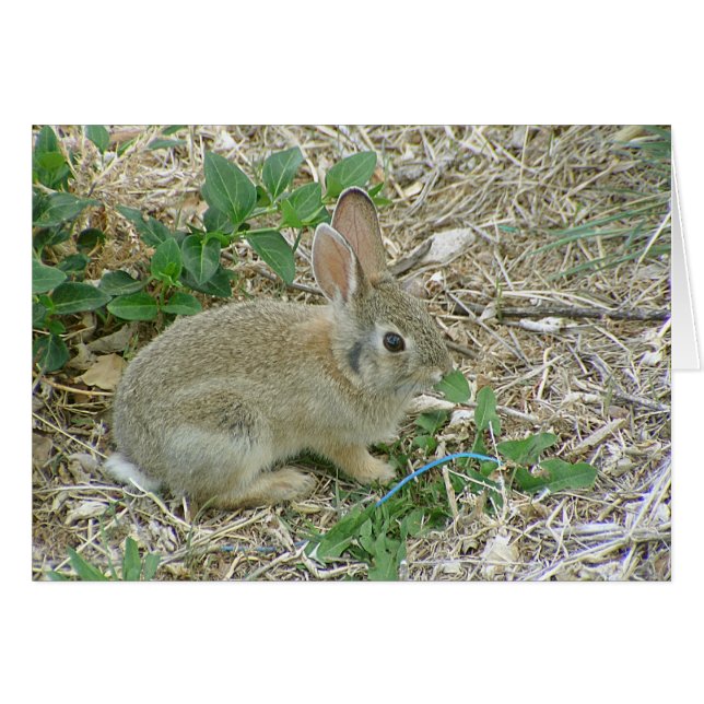 ベビーのバニーおよび葉 (正面横)