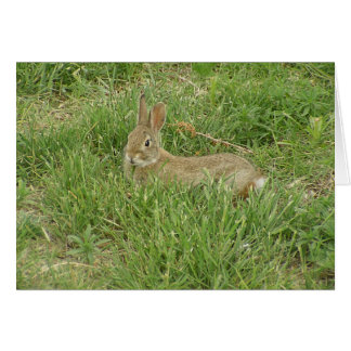 ベビーのバニーの歩哨