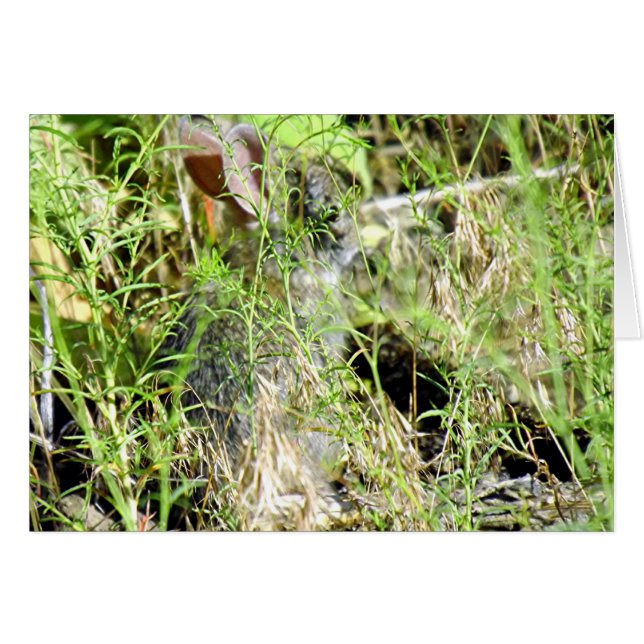 ベビーのバニー (正面横)