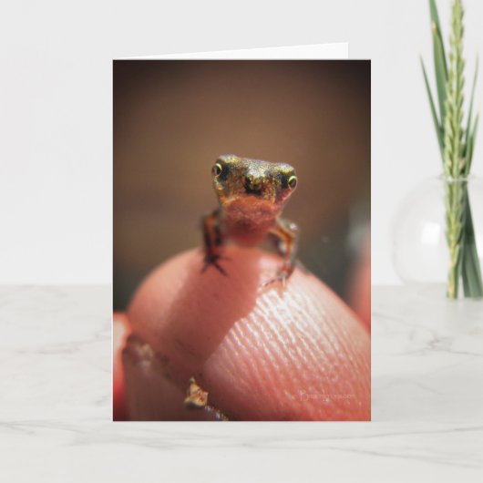 ベビーのヒキガエル/オタマジャクシ カード (正面)