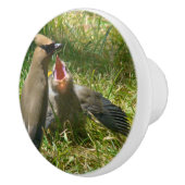 ベビーのヒメレンジャクの鳥の野性生物動物のノブ セラミックノブ (右)