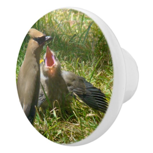 ベビーのヒメレンジャクの鳥の野性生物動物のノブ セラミックノブ (右)