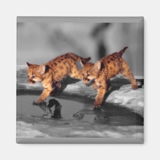 ベビーのヒョウ マグネット (正面)