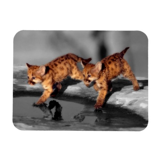 ベビーのヒョウ マグネット (横)