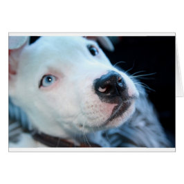 ベビーのピットブルの子犬