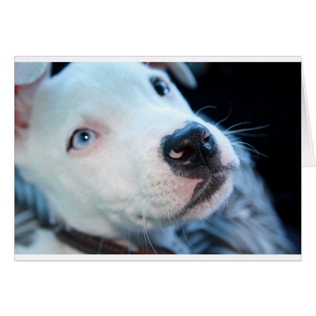 ベビーのピットブルの子犬 (正面横)