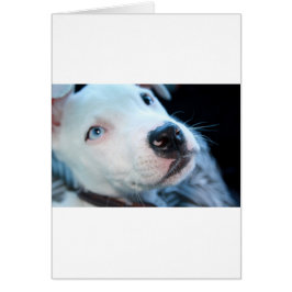 ベビーのピットブルの子犬