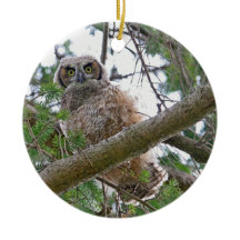 ベビーのフクロウの凝視