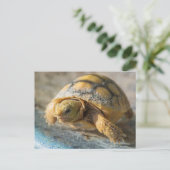 ベビーのホリネズミカメ ポストカード (スタンド正面)