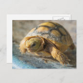 ベビーのホリネズミカメ ポストカード (正面/裏面)