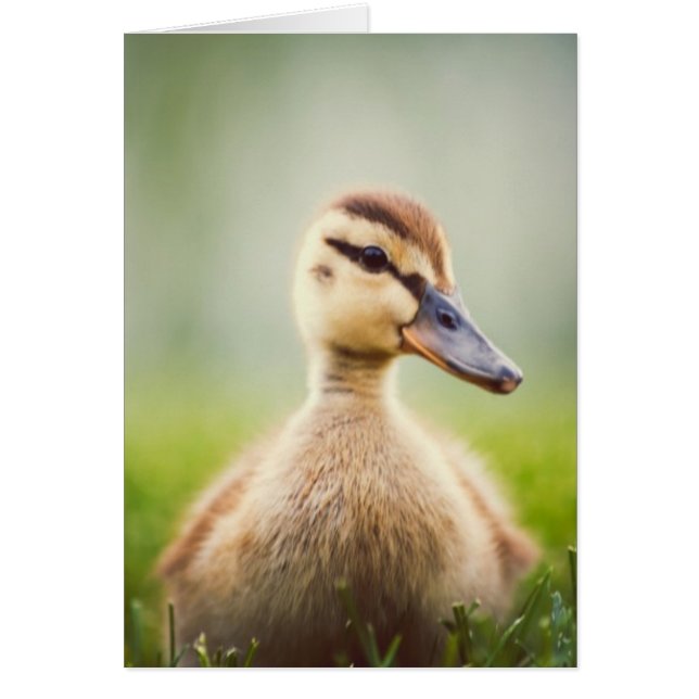 ベビーのマガモの素早く身をかがめること (正面)