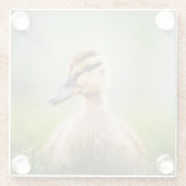 ベビーのマガモの素早く身をかがめること ガラスコースター (裏面)