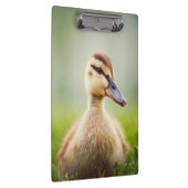 ベビーのマガモの素早く身をかがめること クリップボード (右)