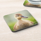 ベビーのマガモの素早く身をかがめること コースター (左側)