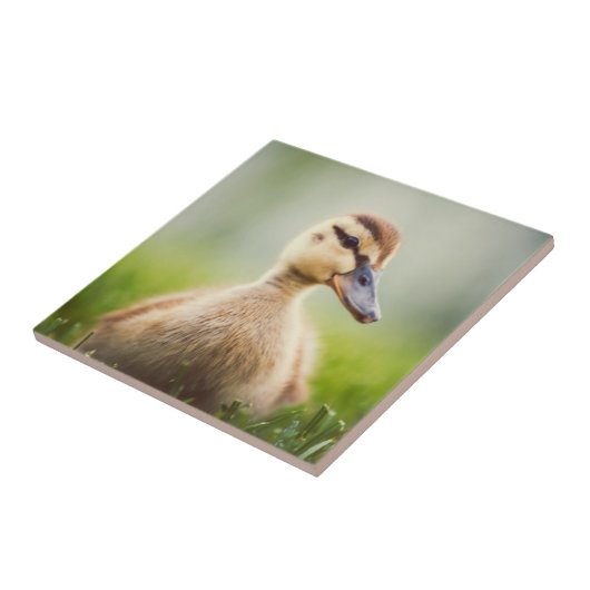 ベビーのマガモの素早く身をかがめること タイル (側面)