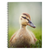 ベビーのマガモの素早く身をかがめること ノートブック (正面)